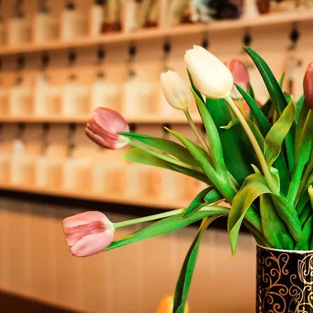 Timon 3* فيتْشيش